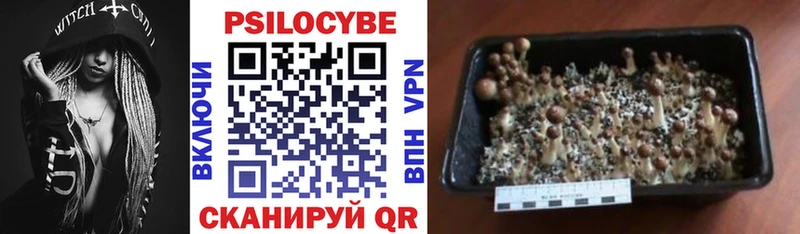 Псилоцибиновые грибы GOLDEN TEACHER  Гудермес 